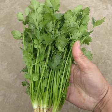 大叶香菜，根粗叶绿，基地货，走市场平台加工厂都行