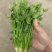 大叶香菜，根粗叶绿，基地货，走市场平台加工厂都行