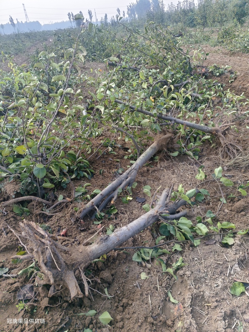 梨树苗【供应各种规格占地梨树，品种苗：秋月梨】
