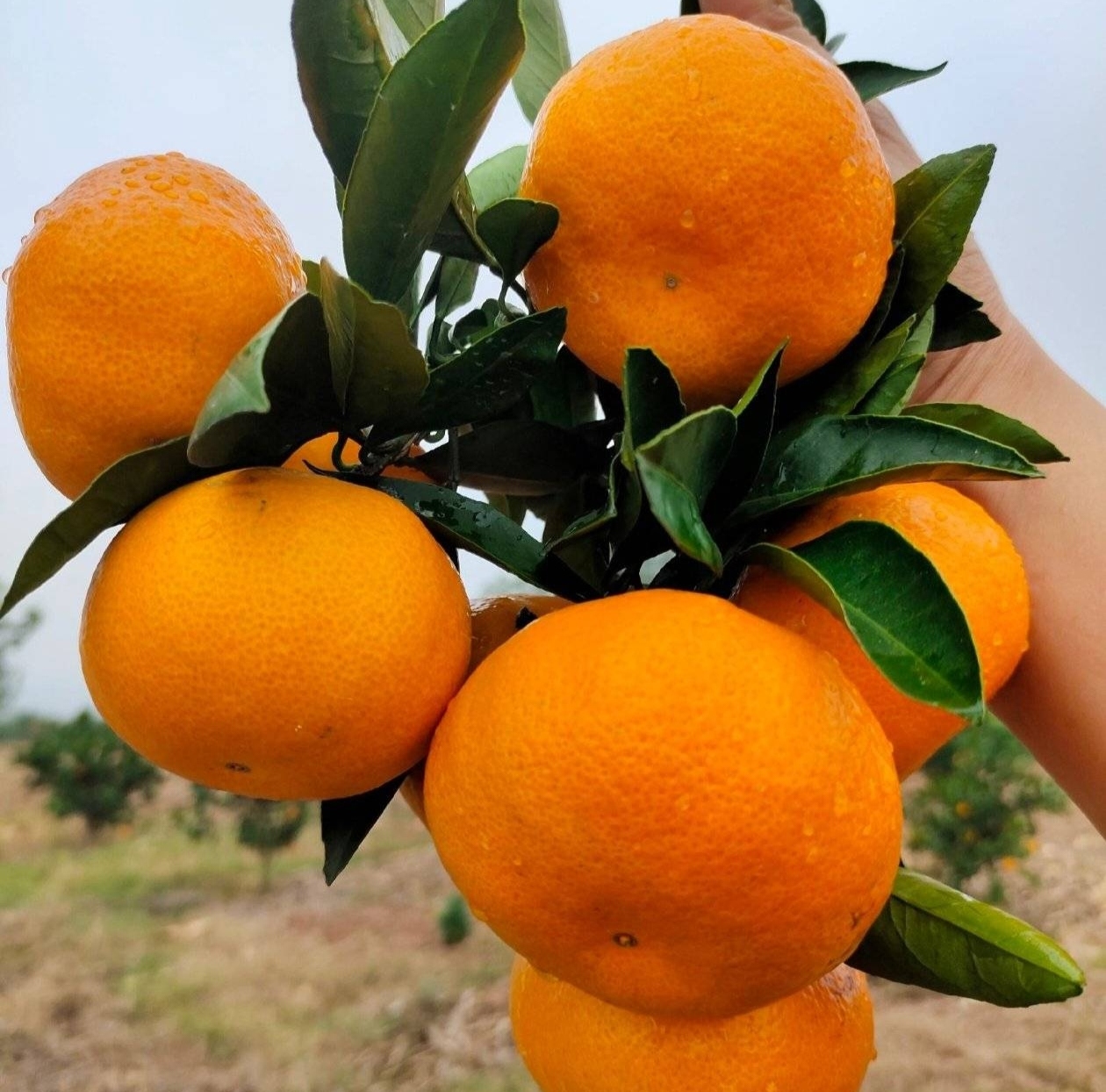 咸柑桔成品展示