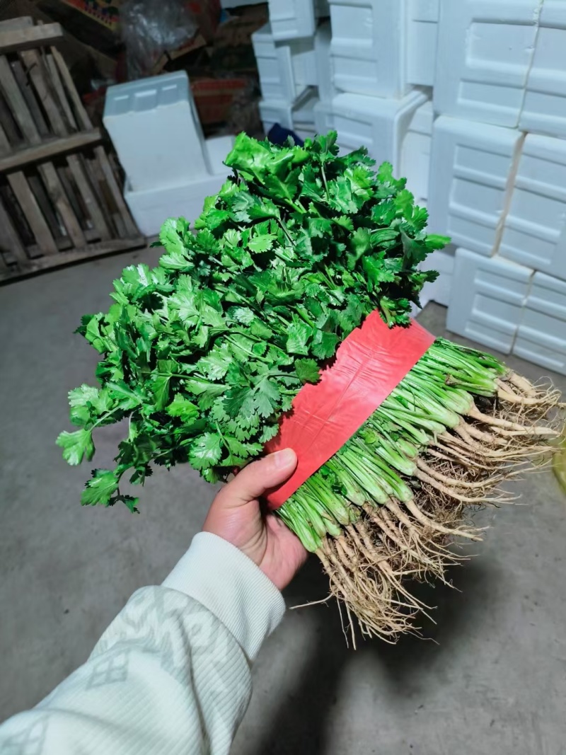 大叶香菜，根粗叶绿，基地货，走市场平台加工厂都行