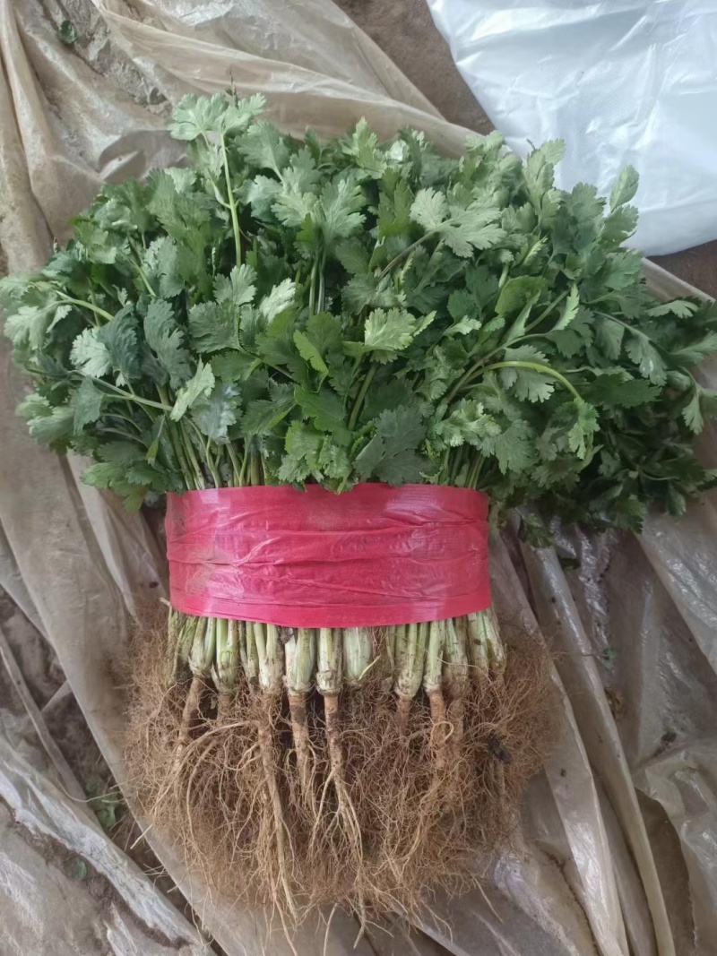 大叶香菜，根粗叶绿，基地货，走市场平台加工厂都行