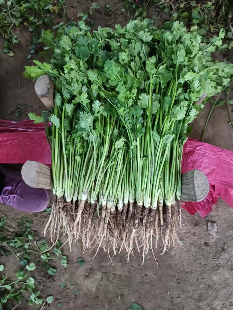 大叶香菜，根粗叶绿，基地货，走市场平台加工厂都行