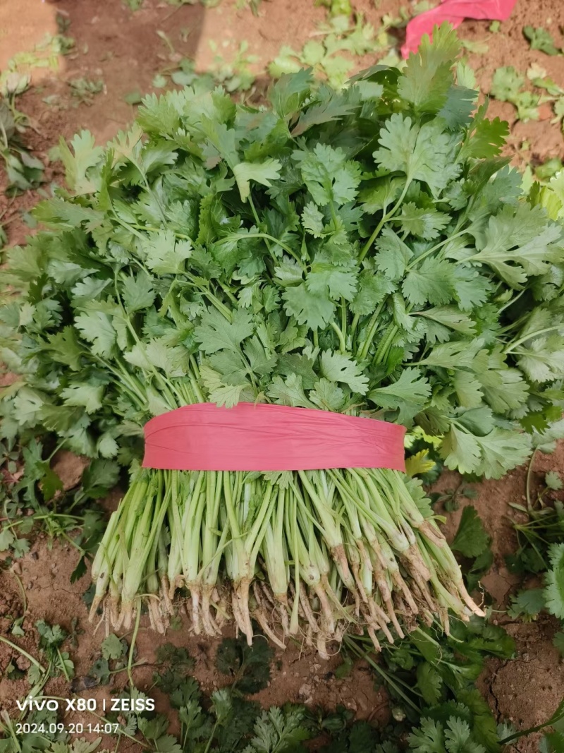 大叶香菜，根粗叶绿，基地货，走市场平台加工厂都行