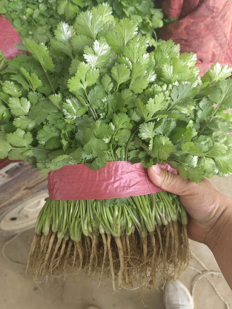 大叶香菜，根粗叶绿，基地货，走市场平台加工厂都行
