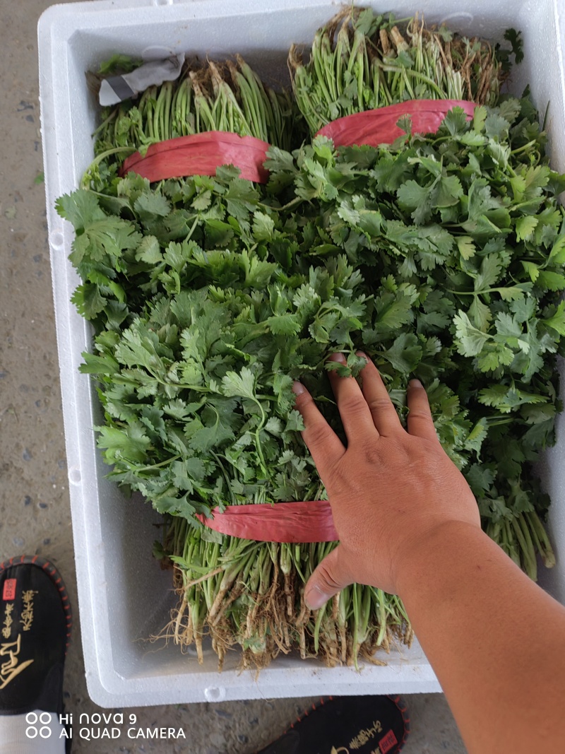 大叶香菜，根粗叶绿，基地货，走市场平台加工厂都行