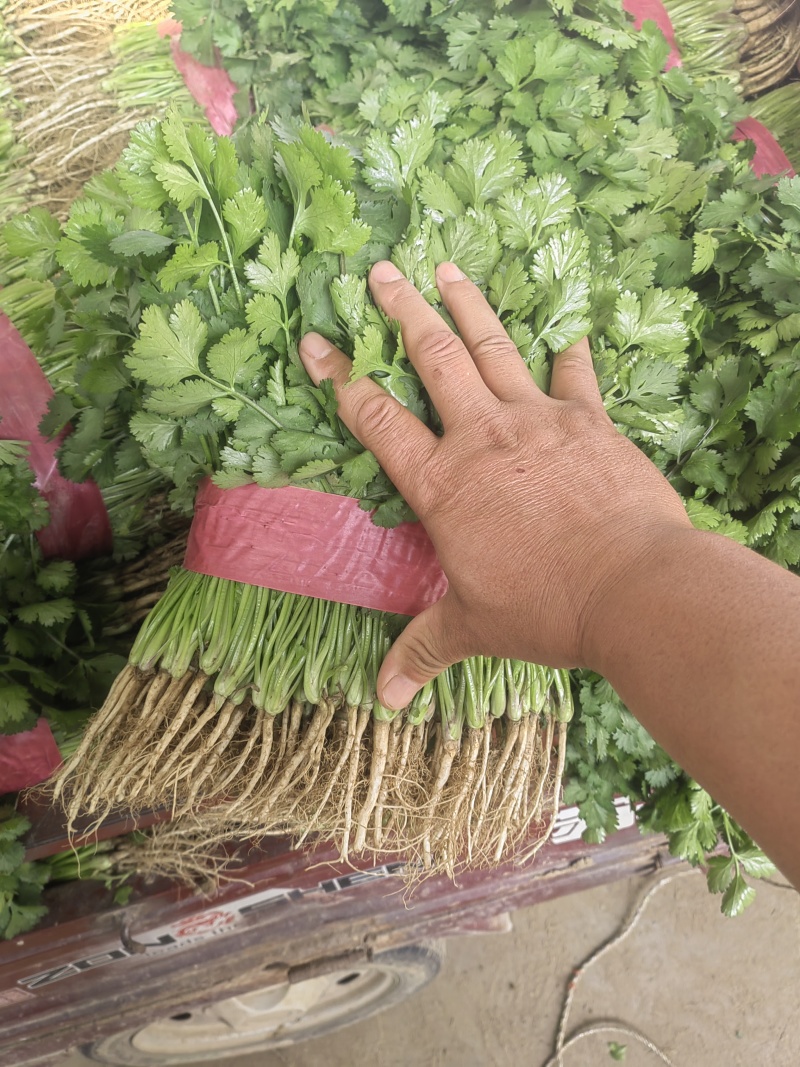 大叶香菜，根粗叶绿，基地货，走市场平台加工厂都行