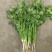 大叶香菜，根粗叶绿，基地货，走市场平台加工厂都行