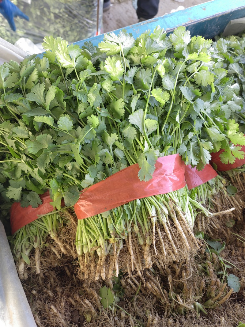 大叶香菜，根粗叶绿，基地货，走市场平台加工厂都行