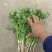 大叶香菜，根粗叶绿，基地货，走市场平台加工厂都行