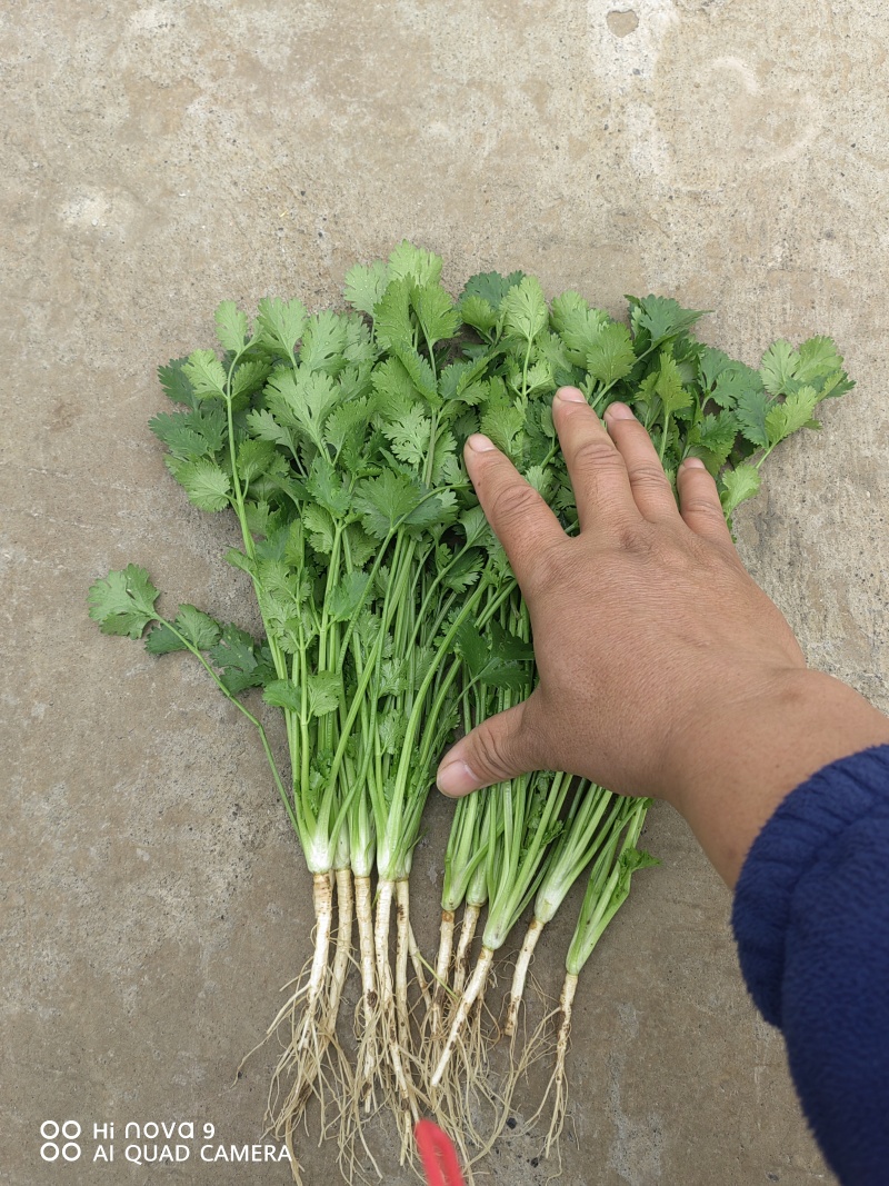 大叶香菜，根粗叶绿，基地货，走市场平台加工厂都行