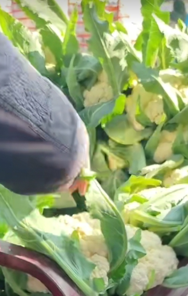 松花菜开封菜花有机花菜产地直发货源稳定对接全国市场档口