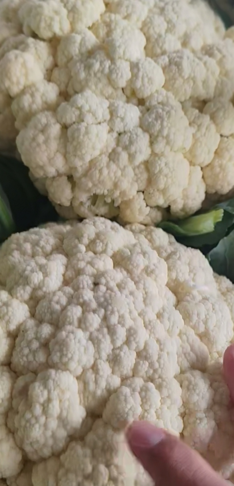 松花菜开封菜花有机花菜产地直发货源稳定对接全国市场档口