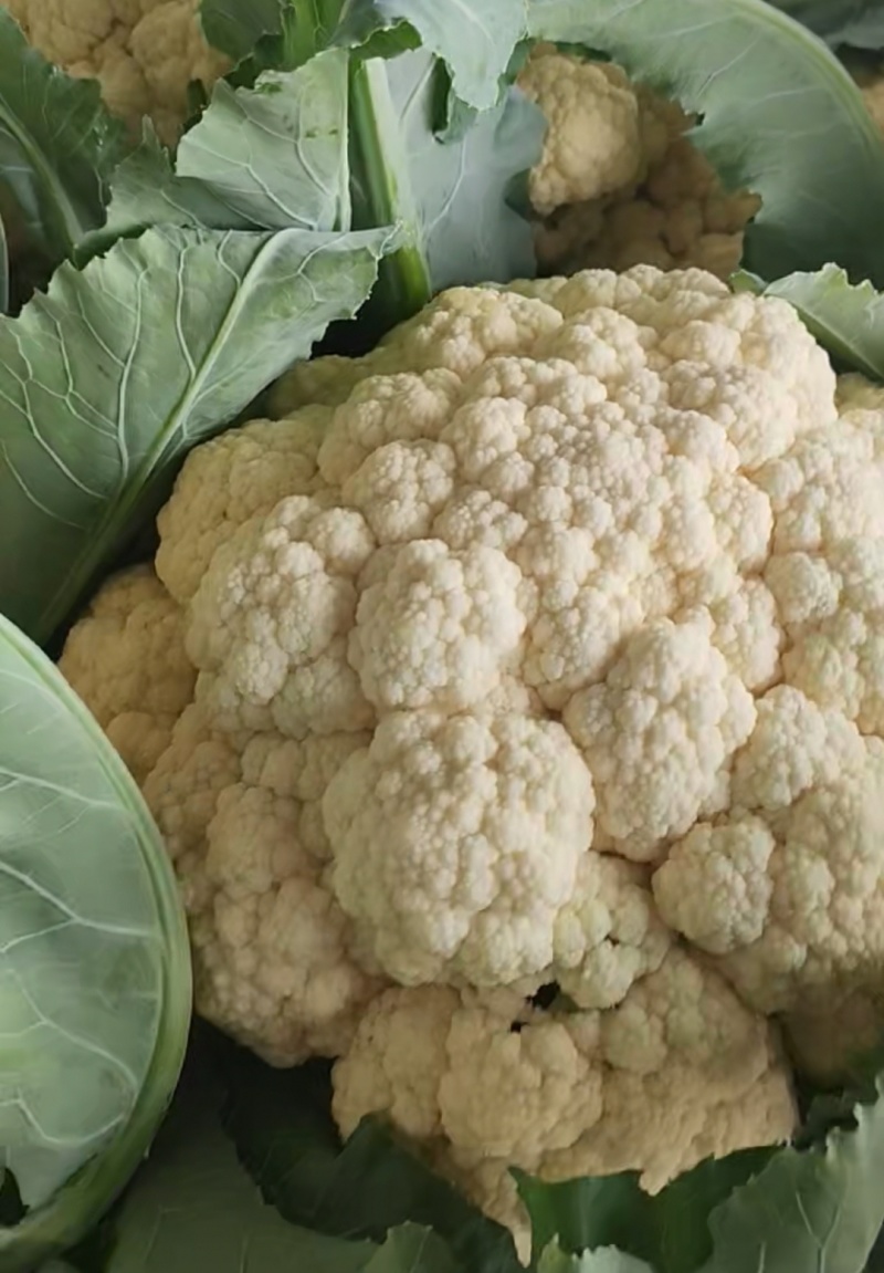 松花菜开封菜花有机花菜产地直发货源稳定对接全国市场档口