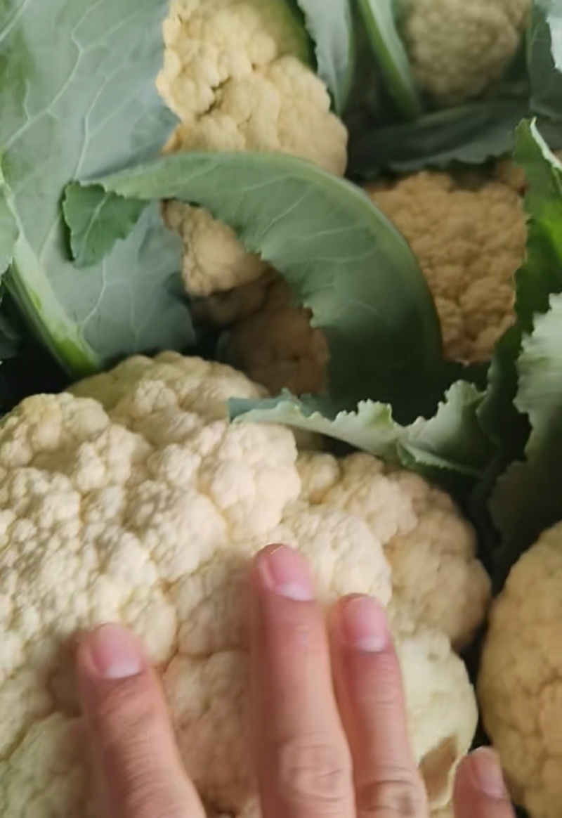 松花菜开封菜花有机花菜产地直发货源稳定对接全国市场档口