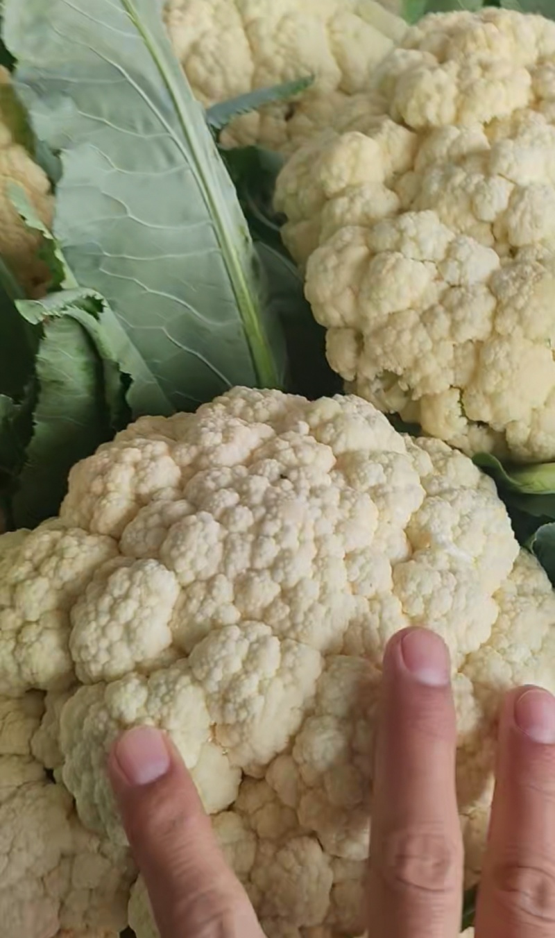 松花菜开封菜花有机花菜产地直发货源稳定对接全国市场档口