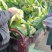 松花菜开封菜花有机花菜产地直发货源稳定对接全国市场档口