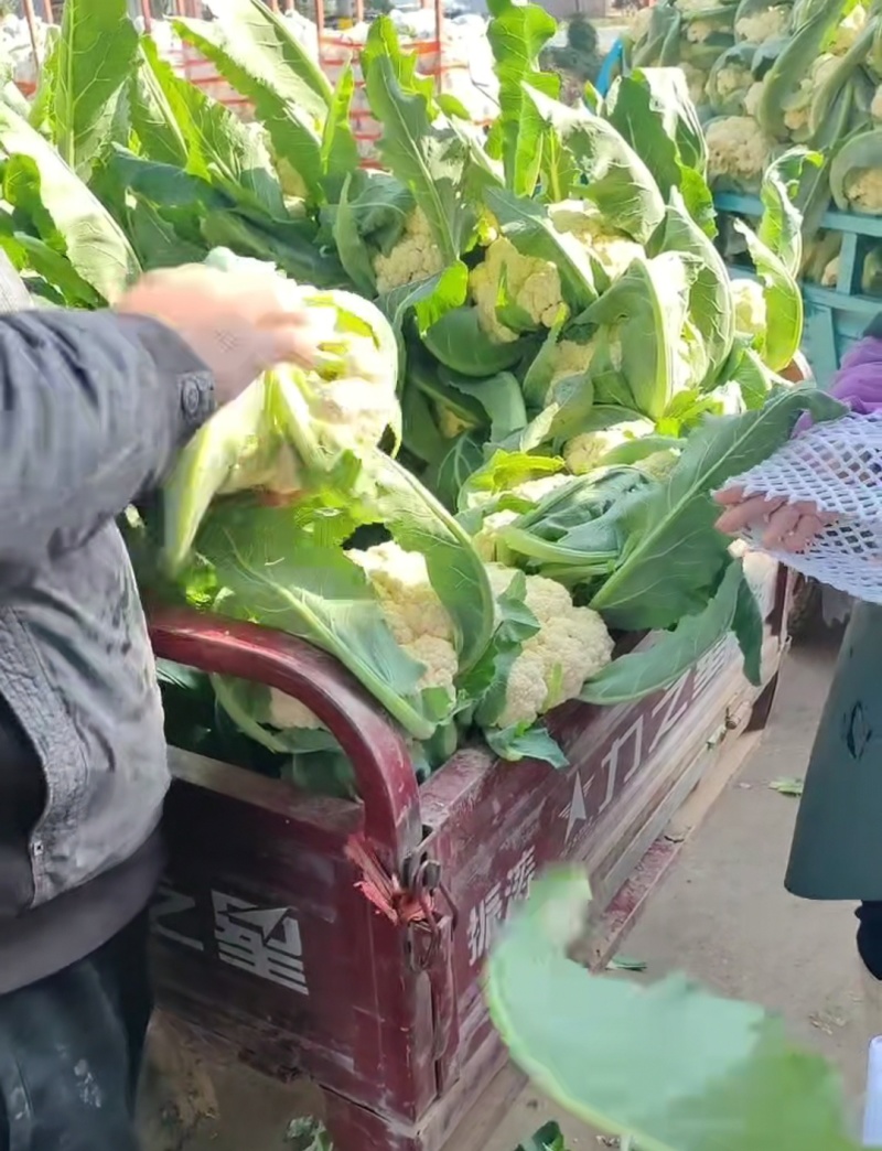 松花菜开封菜花有机花菜产地直发货源稳定对接全国市场档口