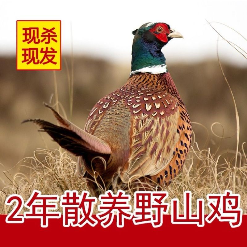 农家散养七彩山鸡源头屠宰场特价处理抢到赚到