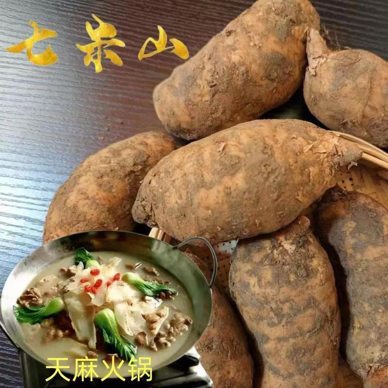 天麻新鲜云南昭通小草坝鲜天麻乌天麻红天麻干天麻云南特产
