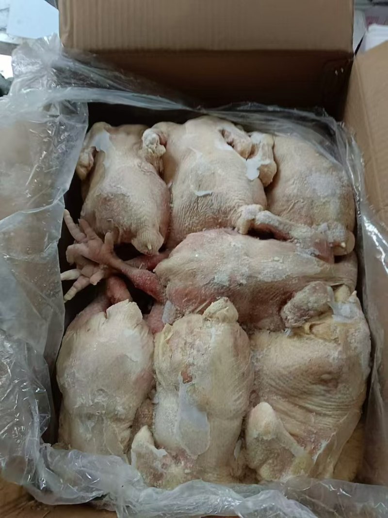 大日期临期肉食鸡白条，9.5公斤6.7只的，