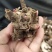亳州老本打精品白芍芽
