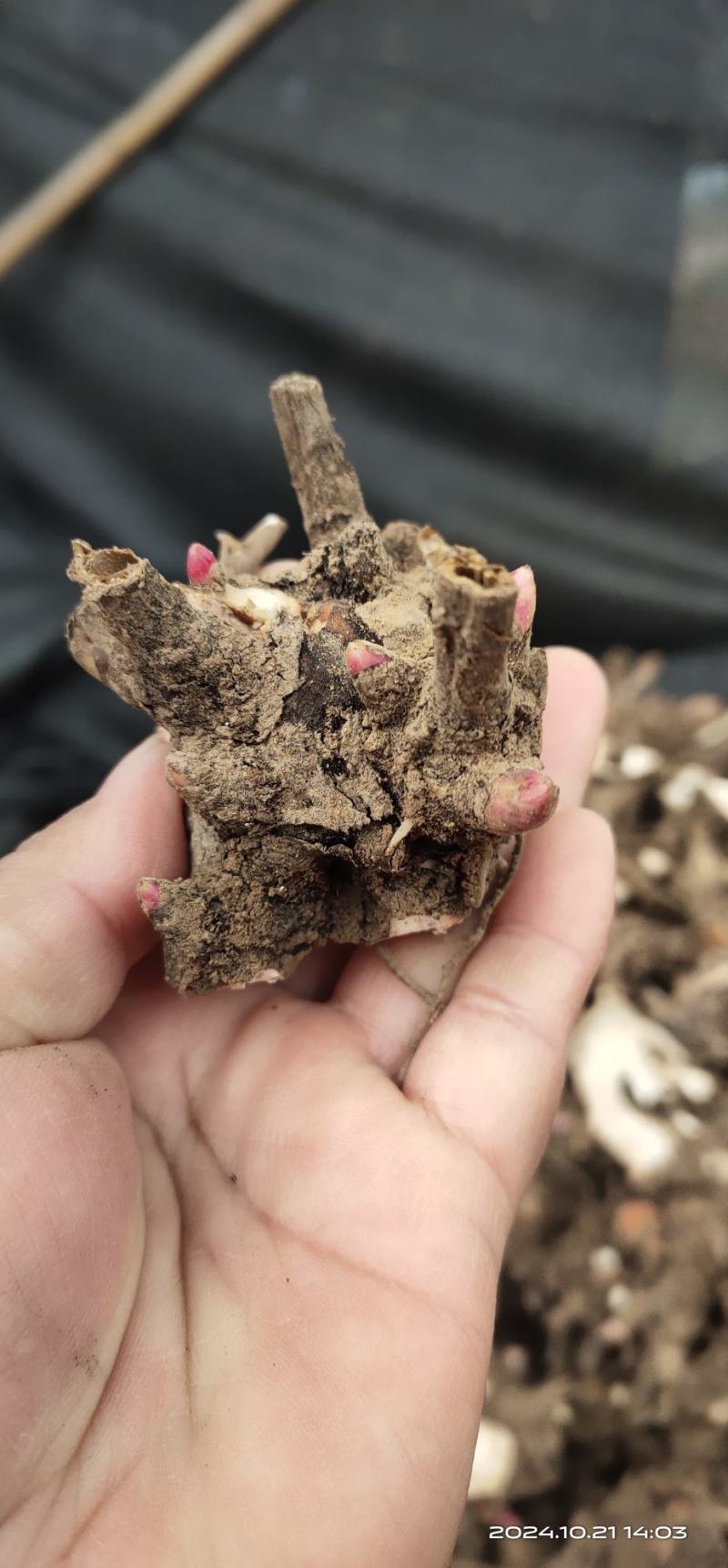 亳州老本打精品白芍芽