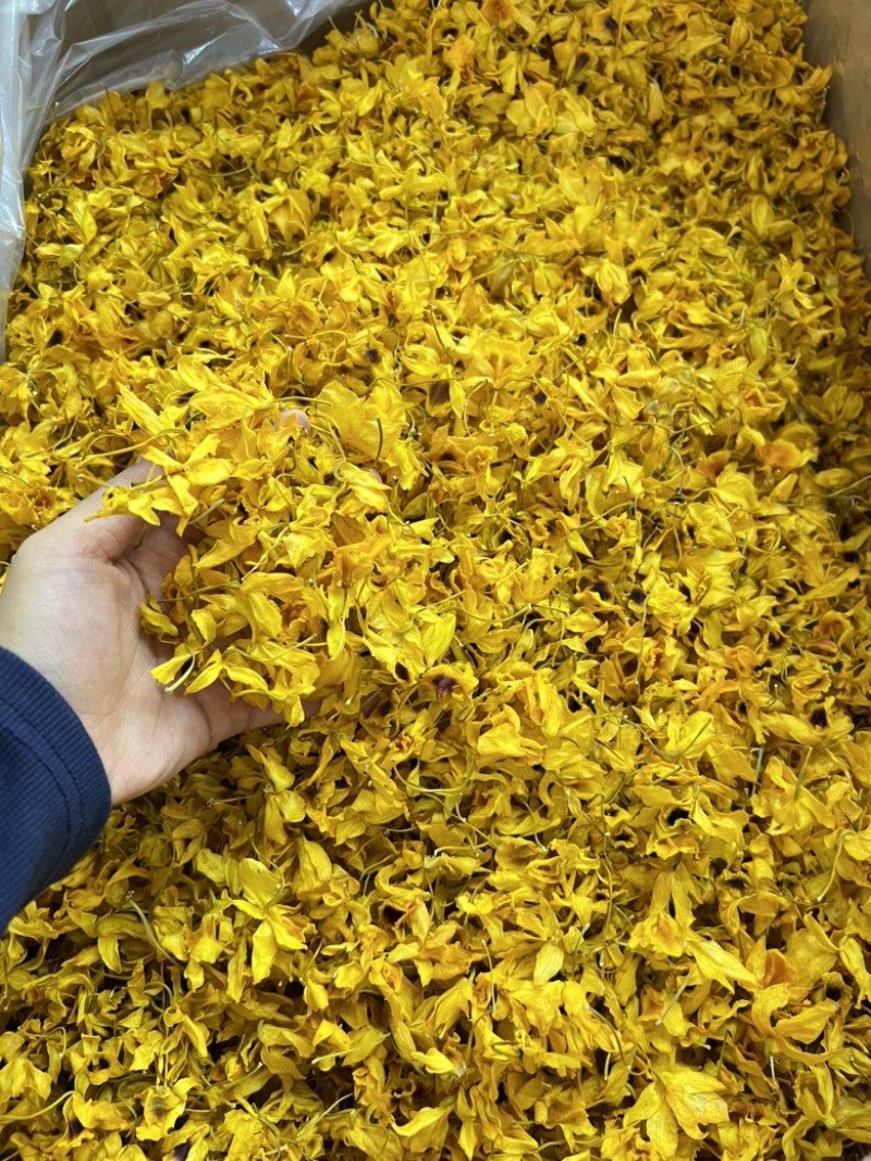 云南鼓槌石斛干花24年五月份新花，量大价优，基地直发