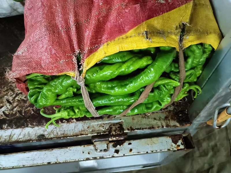 新苗青皮尖椒大量上市，货源充足，品种多远可以配车发货