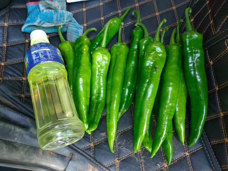 新苗青皮尖椒大量上市，货源充足，品种多远可以配车发货