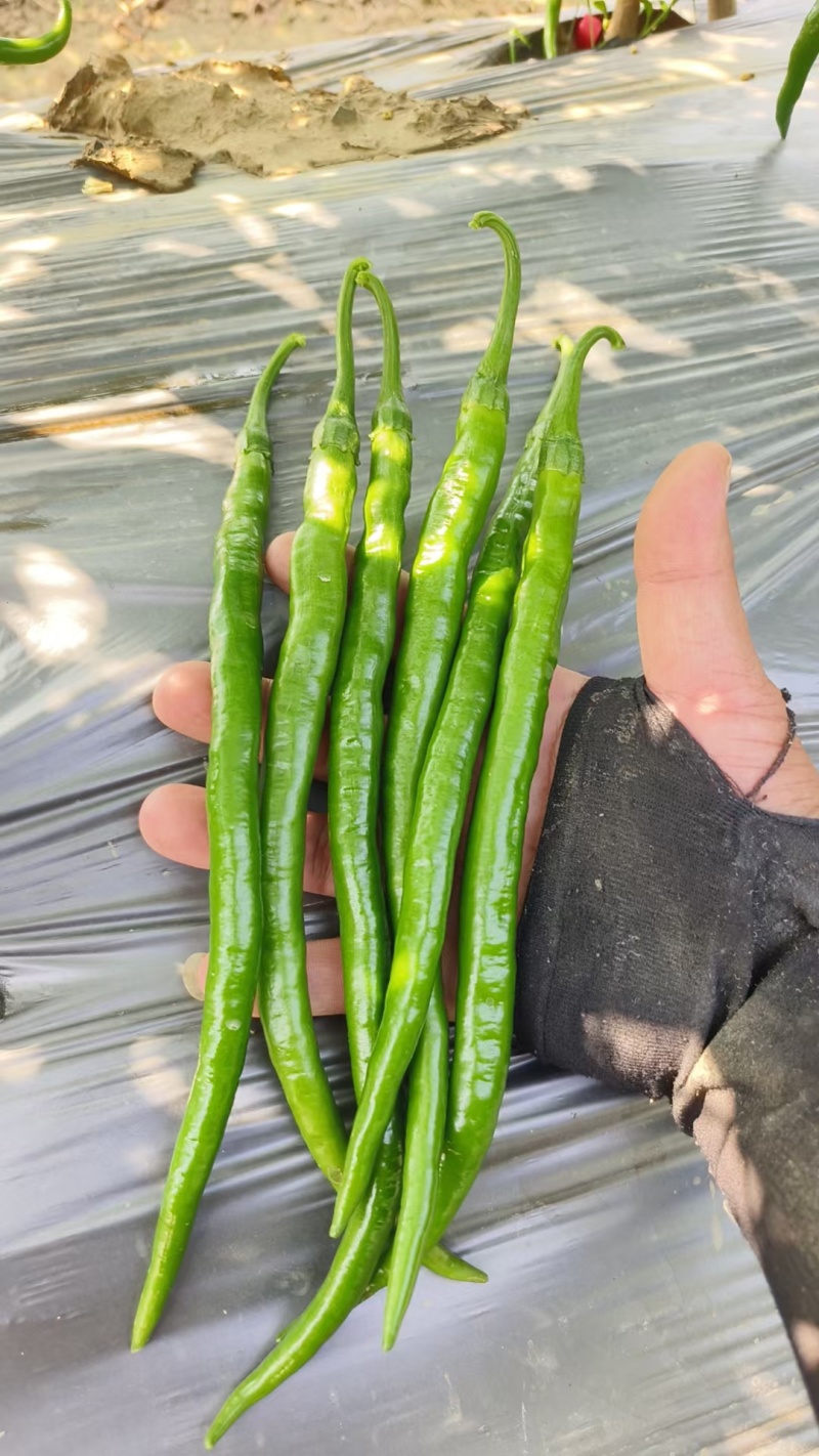 新苗青皮尖椒大量上市，货源充足，品种多远可以配车发货