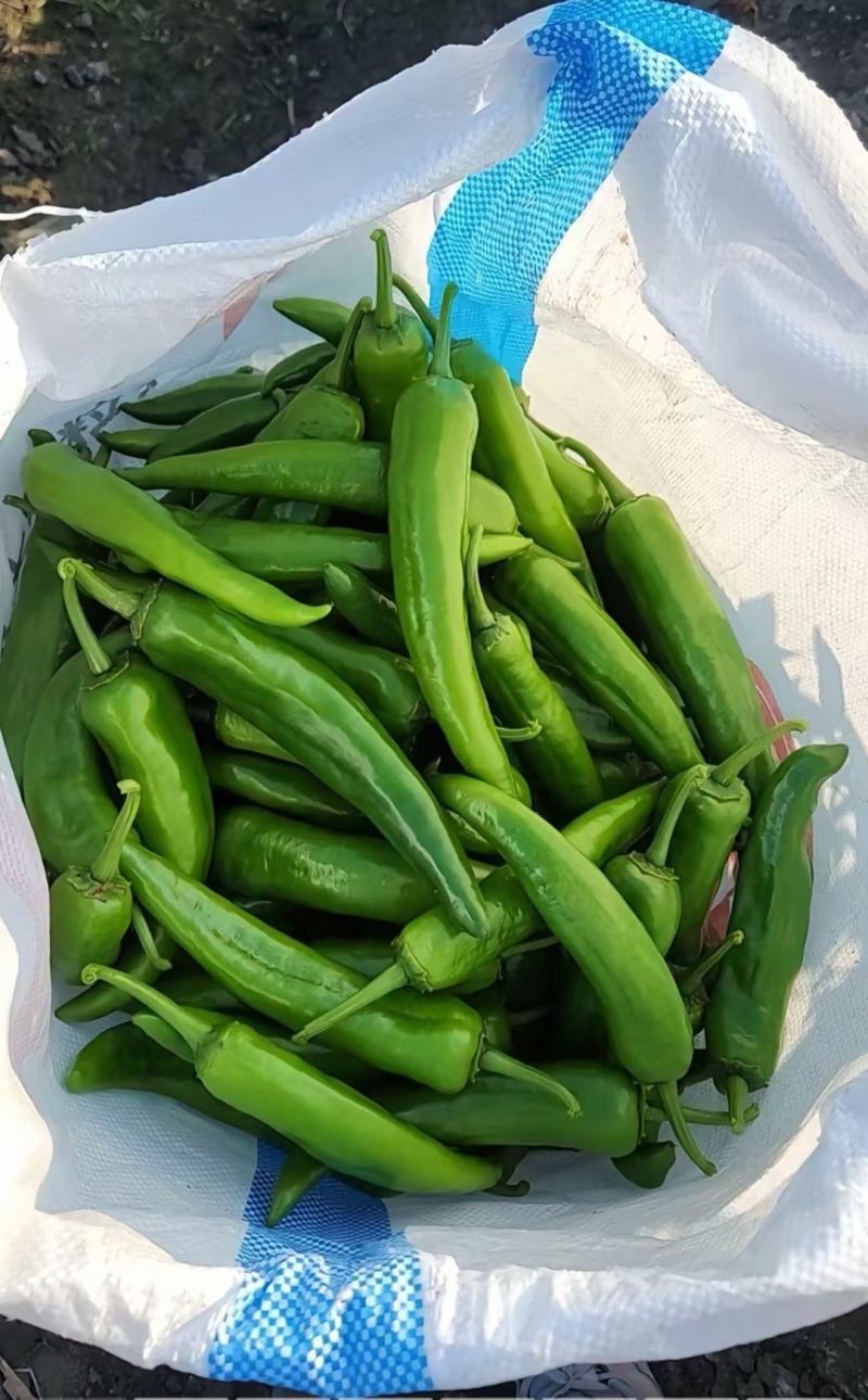 新苗青皮尖椒大量上市，货源充足，品种多远可以配车发货