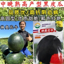 黑皮大西瓜种子神奥花牛中晚熟红瓤高产大果高圆黑麒麟西瓜种