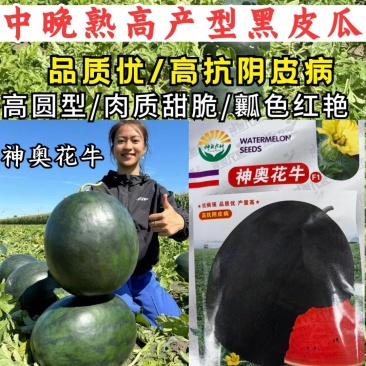 黑皮大西瓜种子神奥花牛中晚熟红瓤高产大果高圆黑麒麟西瓜种