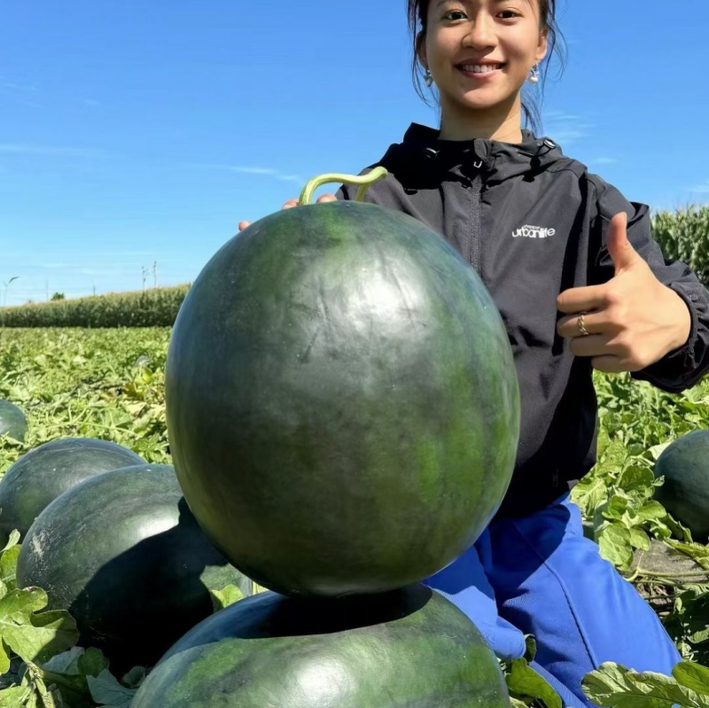 黑皮大西瓜种子神奥花牛中晚熟红瓤高产大果高圆黑麒麟西瓜种