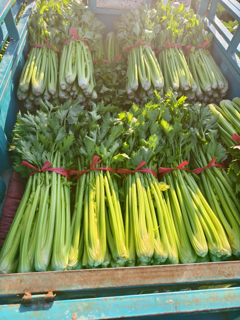 【芹菜】河南西芹小芹菜基地大量供应品质保证，口感好