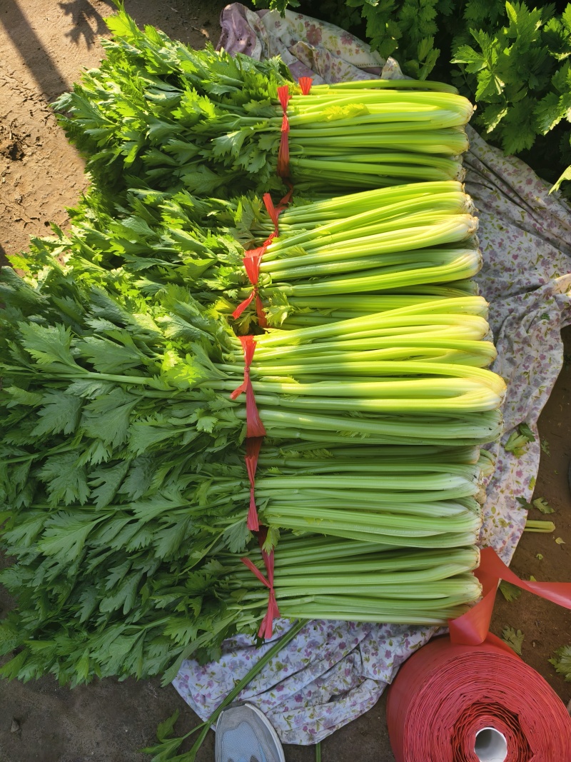 【芹菜】河南西芹小芹菜基地大量供应品质保证，口感好