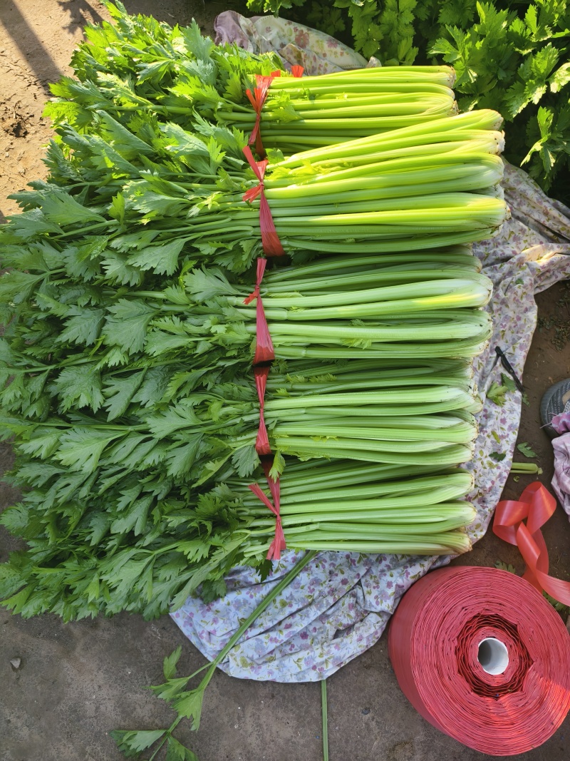 【芹菜】河南西芹小芹菜基地大量供应品质保证，口感好