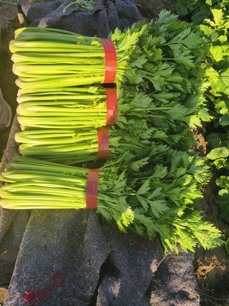 【芹菜】河南西芹小芹菜基地大量供应品质保证，口感好