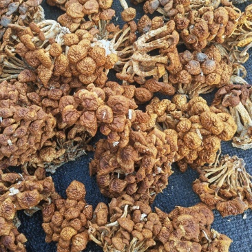 滑子菇大量上市
