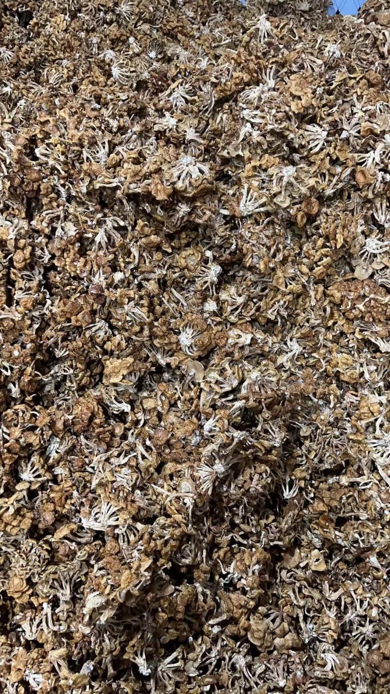 滑子菇大量上市