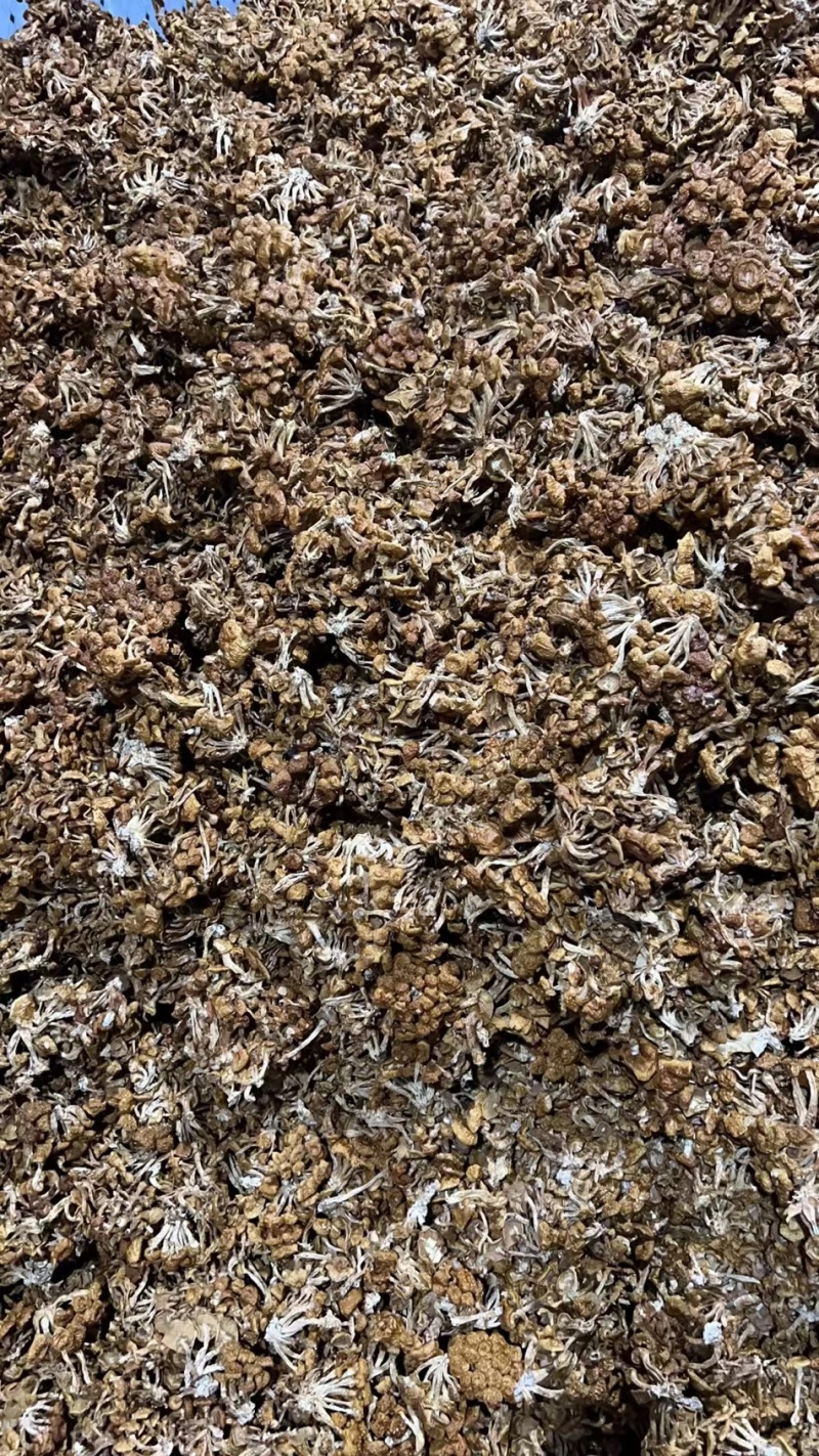 滑子菇大量上市