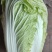 白菜