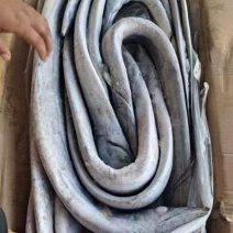盘带带鱼质量好.价格优.全国各地直达