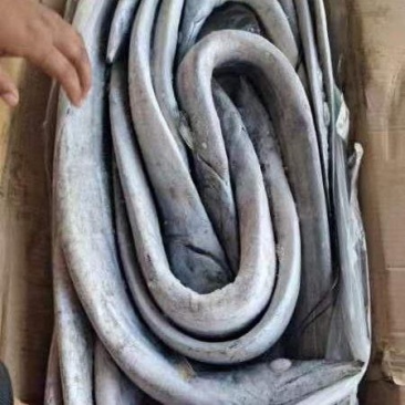 盘带带鱼质量好.价格优.全国各地直达