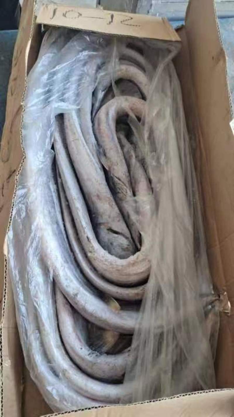 盘带带鱼质量好.价格优.全国各地直达