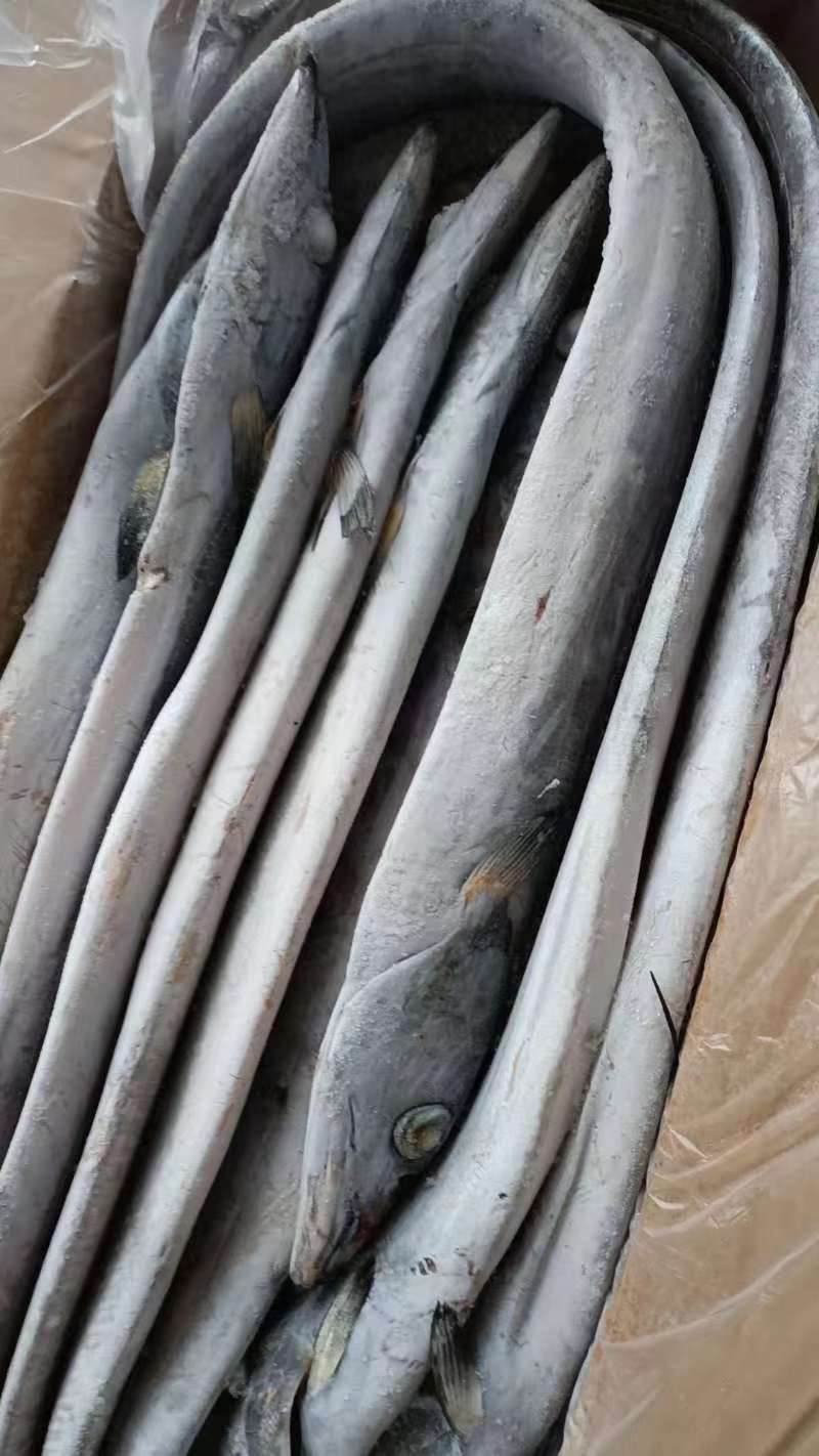 盘带带鱼质量好.价格优.全国各地直达