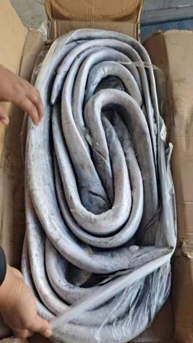 盘带带鱼质量好.价格优.全国各地直达