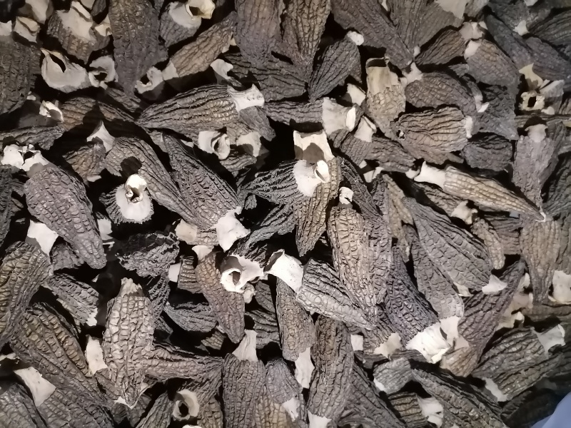 大别山精品羊肚菌鲜货干货羊肚菌礼盒羊肚菌肉厚纹路细个头大