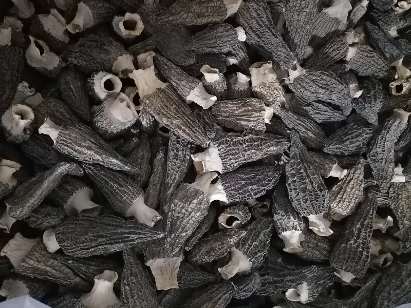 大别山精品羊肚菌鲜货干货羊肚菌礼盒羊肚菌肉厚纹路细个头大
